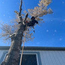 A Cut Above Tree Care - Arborists