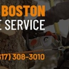 Greater Boston Tree Service gallery