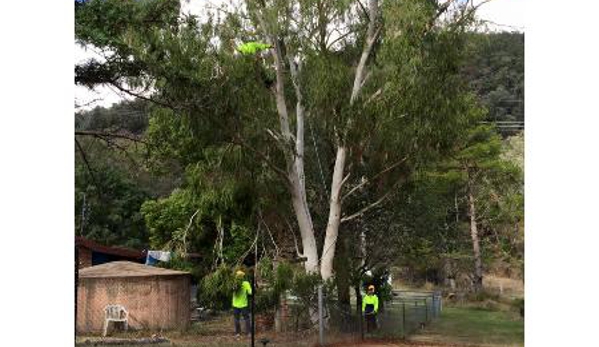 Bell's Tree Service - Wallamore, NSW