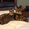 Thunder Cat Bengals gallery