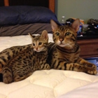 Thunder Cat Bengals