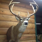 Log Home Taxidermy