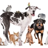 Pampered Pets Plus gallery