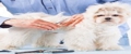 Dee's Dog Grooming - Pet Grooming