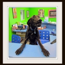 South Broward Animal Hospital - Veterinarians