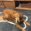 RJ Paddywacks Pet Outfitter - Pet Services