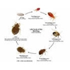 Bed Bug Specialist gallery