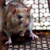 David Jefcoat Pest Control gallery