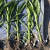 AgriEnergy Solutions gallery
