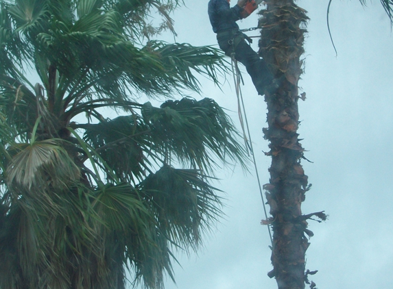 Woodpeckers Tree Service - New Caney, TX