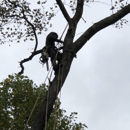 Joseph's  Tree Work - Stump Removal & Grinding