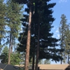 Norcrest Tree Service gallery