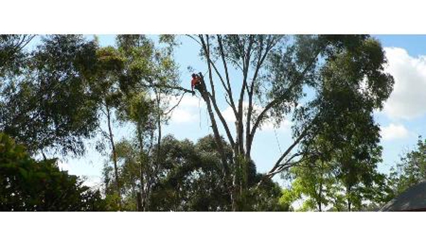 The Tree Surgeon - Spring Creek, NSW