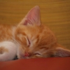 Olde Towne Animal Hospital gallery