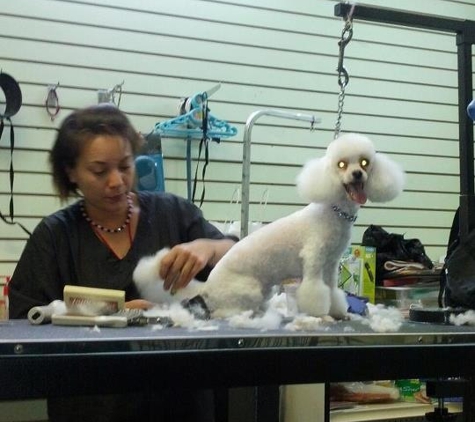 Shaggie Pets Grooming Salon - Brooklyn, NY