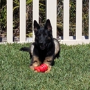 Trooper's Poo Patrol - Pet Waste Removal