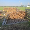 Dave's Morning Wood gallery