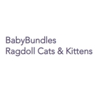 BabyBundles - Ragdoll Cats and Kittens