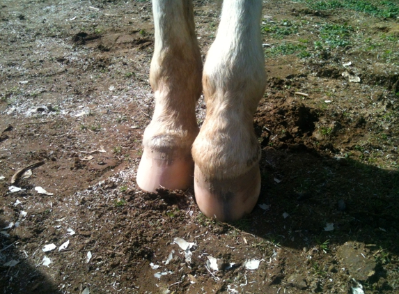 Kyle Means Horseshoeing - temecula, CA