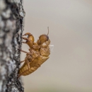 Just Termites Pest Control - Pest Control Equipment & Supplies