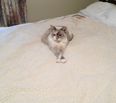 Bellefonte Animal Clinic - Russell, KY. Me Sue Age 14 on her electric blanky