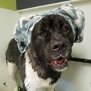 Nilla's Tub DIY Dog Wash & Health Food Store - Pet Stores