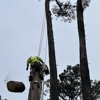 A & A Tree Care gallery