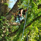 Falling Timbers Tree Service