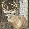 Arrowed 1 Taxidermy gallery