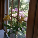 Lily's