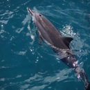 Dolphin Excursions Snorkel Adventure - Boat Rental & Charter