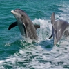 Passage Key Dolphin Tours gallery
