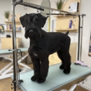 Well Groomed Pets - Layton - Pet Grooming