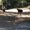 Uvas Canyon County Park gallery