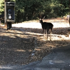 Uvas Canyon County Park