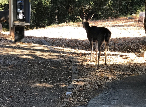 Uvas Canyon County Park - Morgan Hill, CA