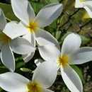 The Exotic Plumeria - Nurseries-Plants & Trees