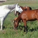 Mike Dalench Natural Horsemanship - Horse Training