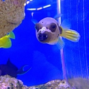 Alamo Aquatic Pets - Pet Stores