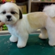 Yucaipa Dog & Cat Grooming