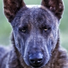 Moss K9 - Dutch Shepherd's & Belgian Malinois gallery