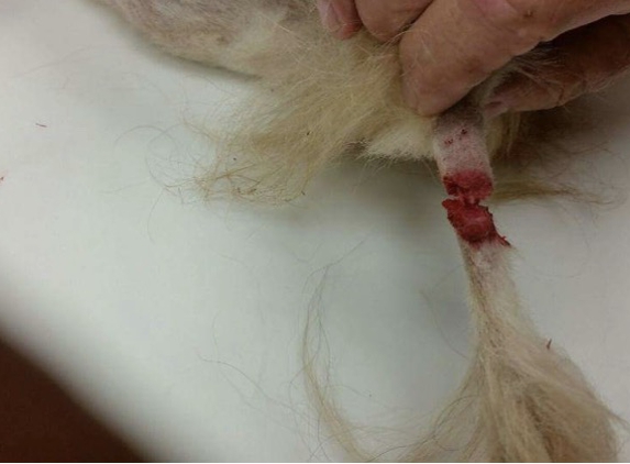 Beach Bum Pet Spa - Jacksonville Beach, FL. Gibsons tail after being left in the care of beach bum pet spa.