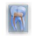 Boston Endodontics