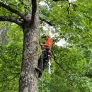 Arborall Tree Service - Arborists