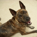 Positively Rewarding Dog Training - Pet Services
