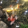 Garden State Koi Pond & Waterfall Design Center gallery
