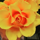 Flowers By Special Arrangement - Florists