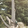 Waraner Bros. Tree Service gallery