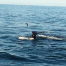 Dolphin Fleet Whale Watch - Tourist Information & Attractions