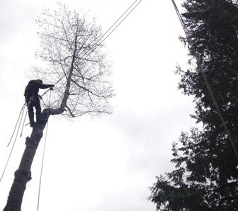 Earthworks Tree Service - Mount Vernon, WA